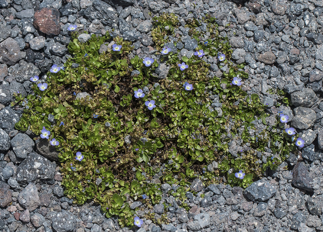 Image of Veronica minuta specimen.