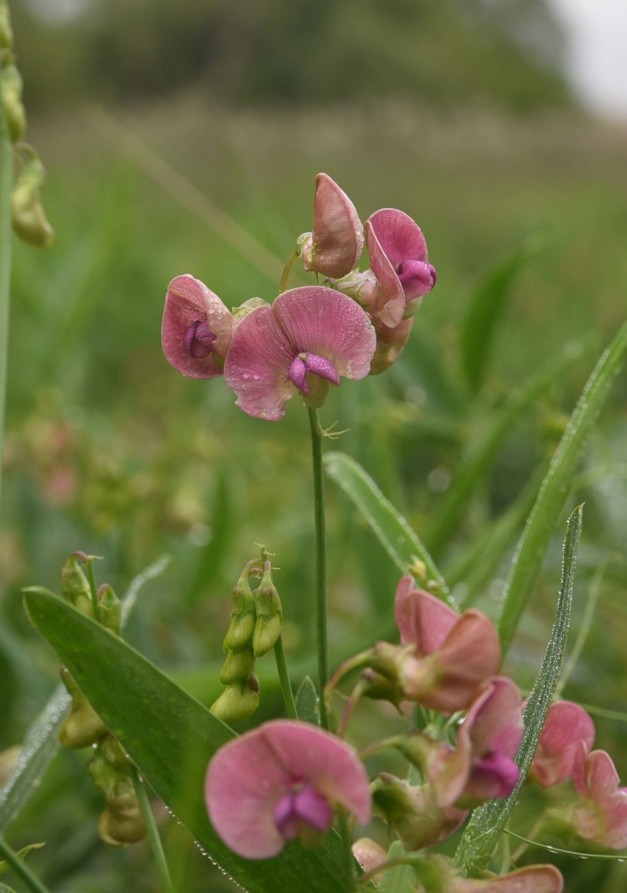 Изображение особи Lathyrus sylvestris.