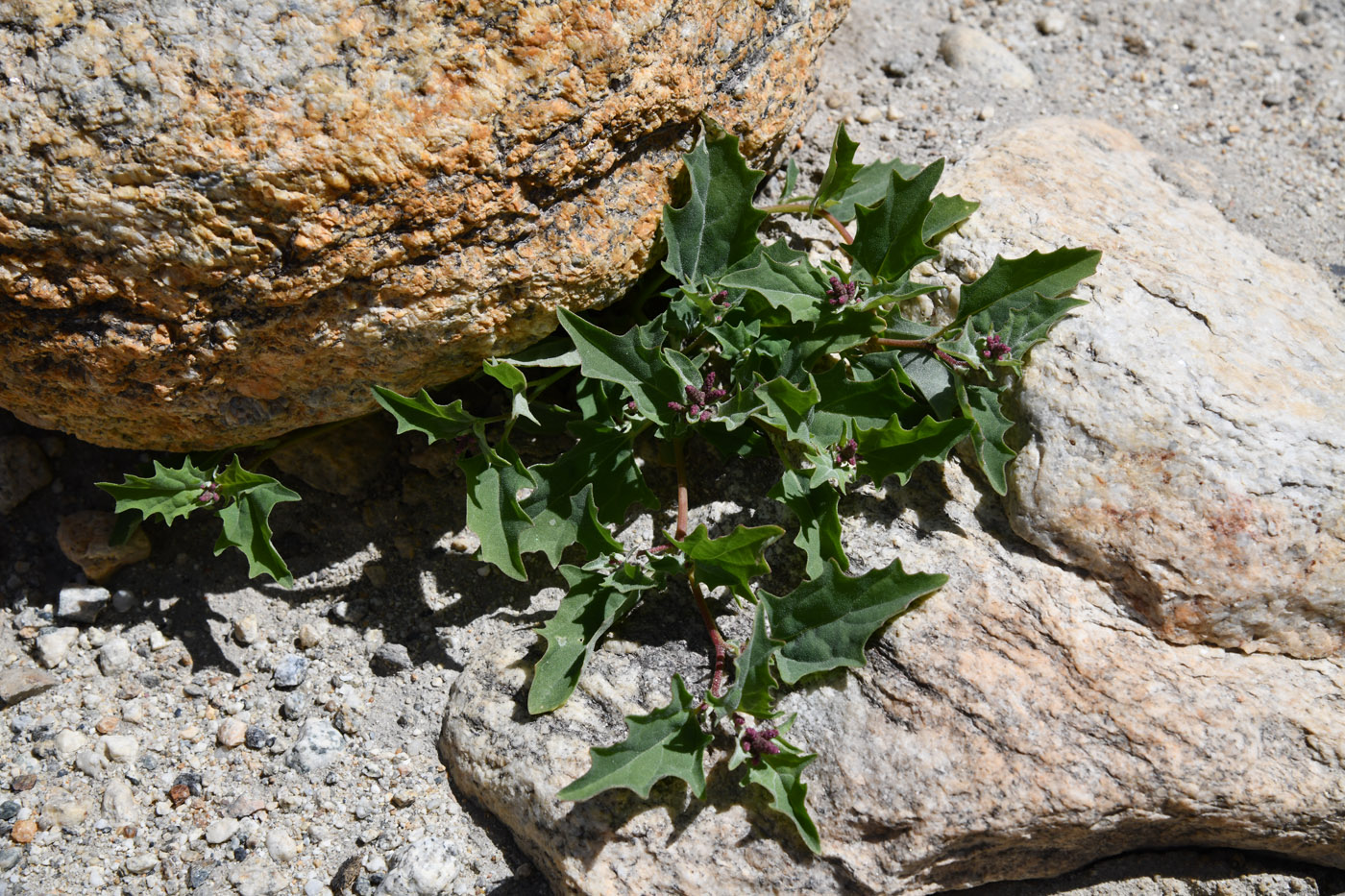 Изображение особи Atriplex flabellum.