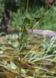 Potamogeton perfoliatus. Часть побега. Липецкая обл., Данковский р-н, окр. ур. Меркуловский лес, р. Дон, в воде. 1 августа 2024 г.