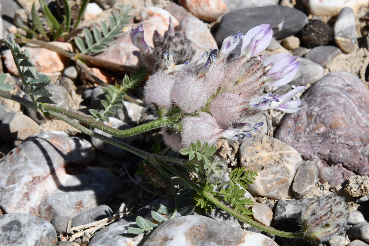 Image of Astragalus nivalis specimen.