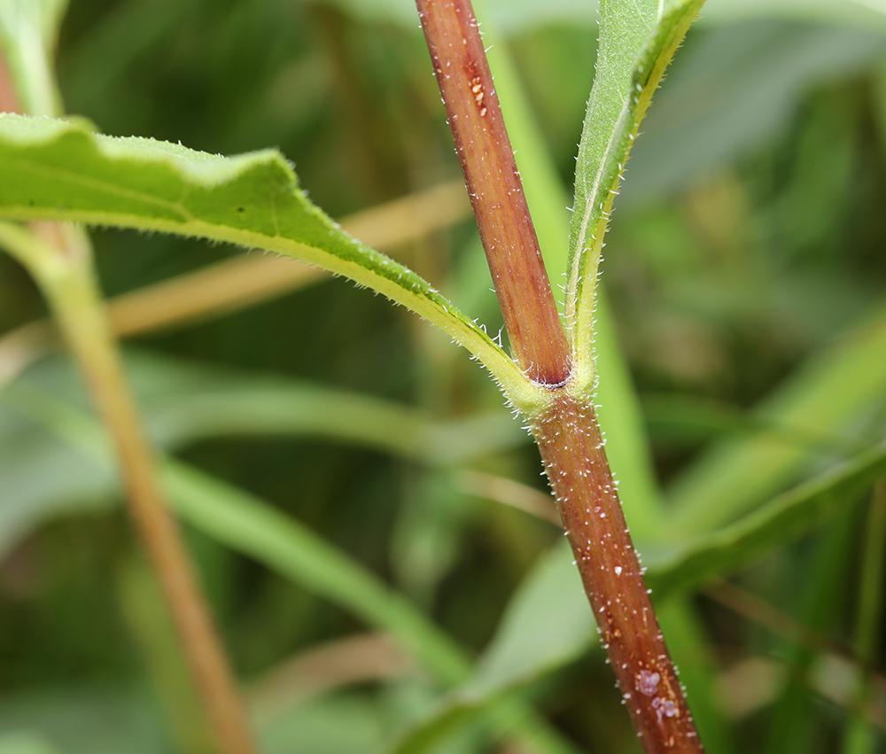 Image of Helianthus rigidus specimen.