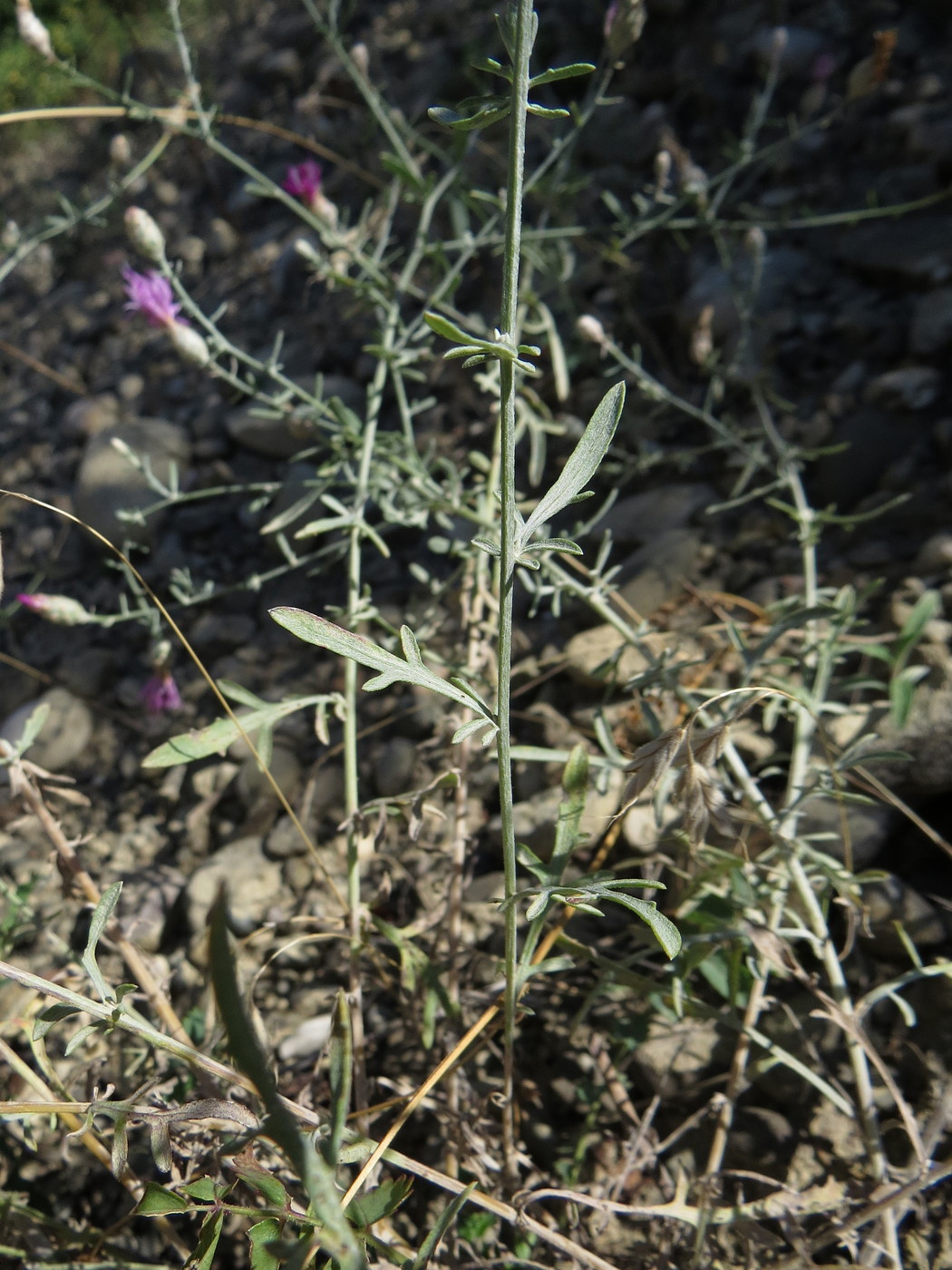 Изображение особи Centaurea transcaucasica.