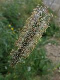 Phleum pratense