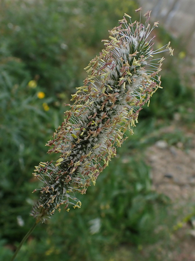 Изображение особи Phleum pratense.