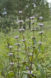 Phlomoides tuberosa