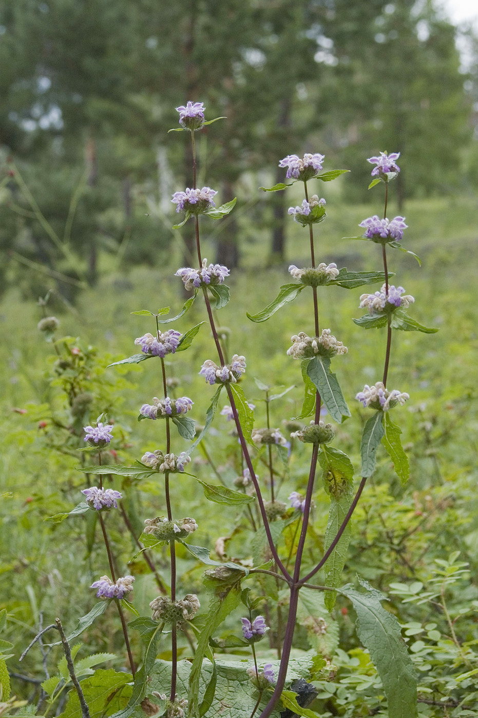 Image of Phlomoides tuberosa specimen.