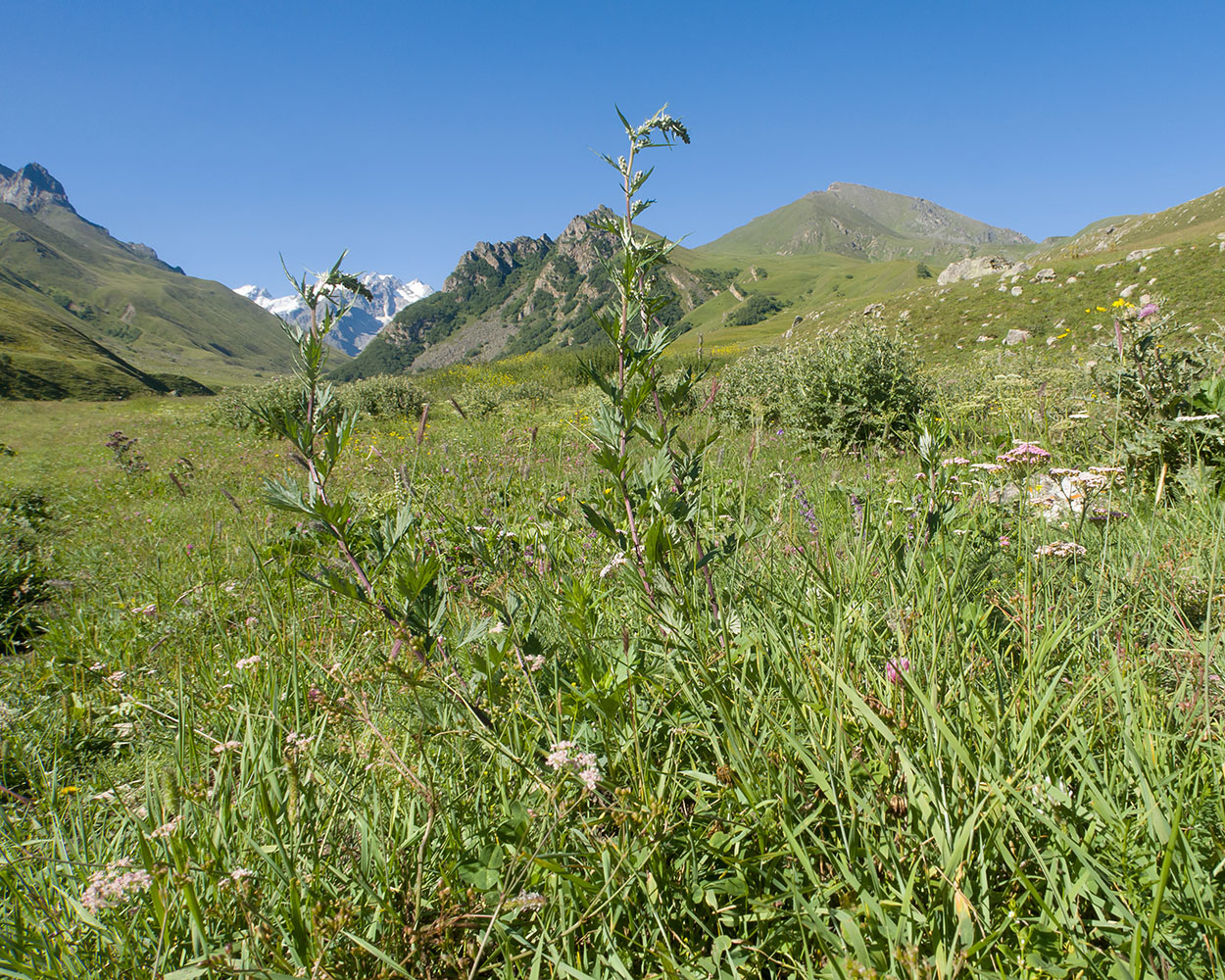 Image of Artemisia vulgaris specimen.