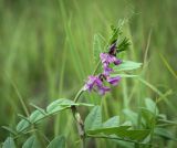 Vicia sepium. Верхушка цветущего побега. Пермский край, г. Пермь, Кировский р-н, разнотравный луг. 27.07.2024.