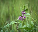 Смотреть изображение Vicia sepium
