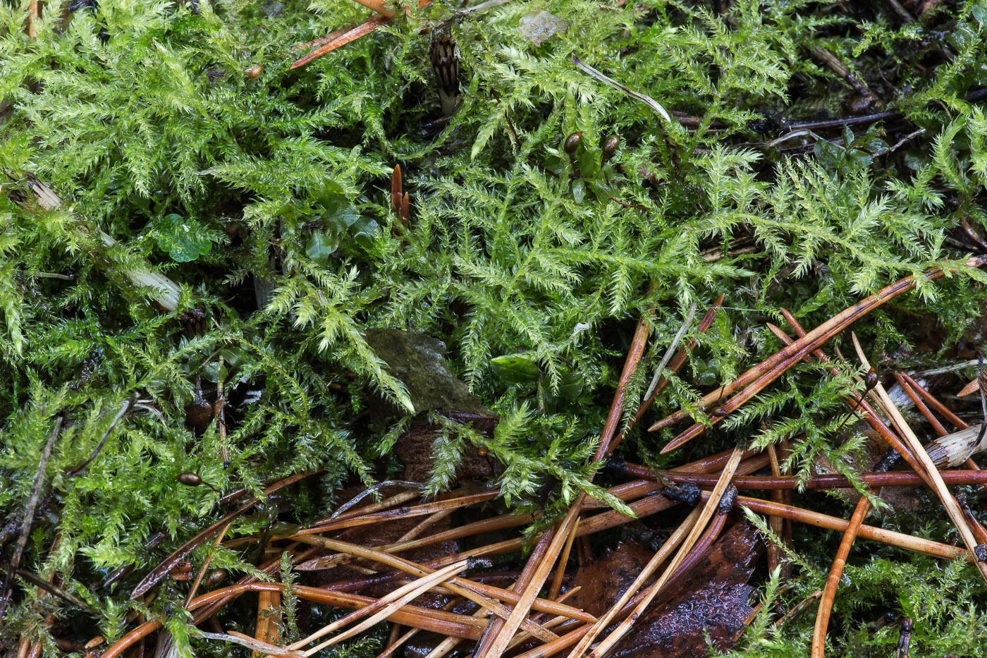 Изображение особи семейство Brachytheciaceae.