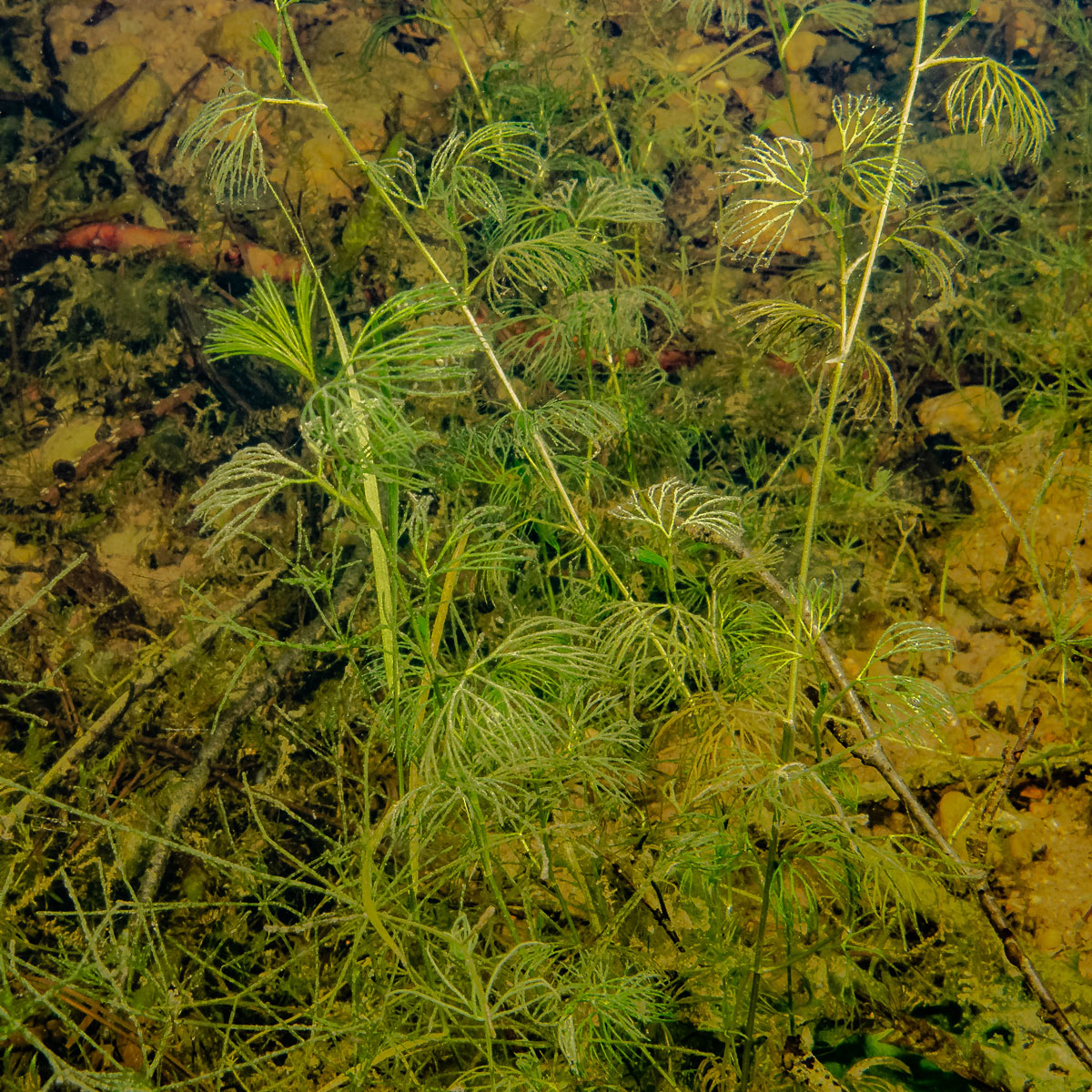 Image of genus Batrachium specimen.