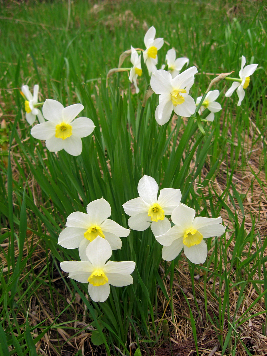 Image of Narcissus &times; incomparabilis specimen.