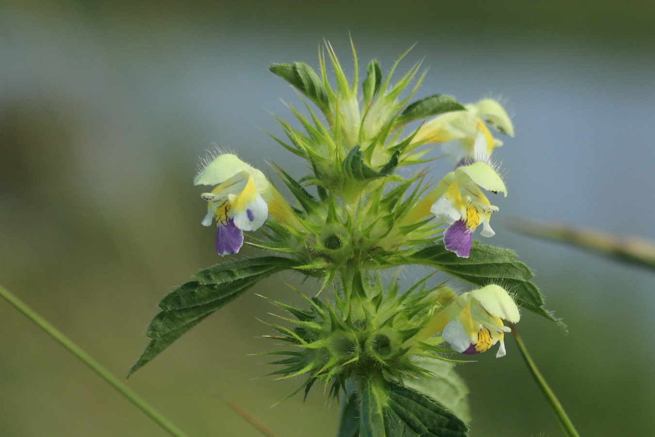 Image of Galeopsis speciosa specimen.