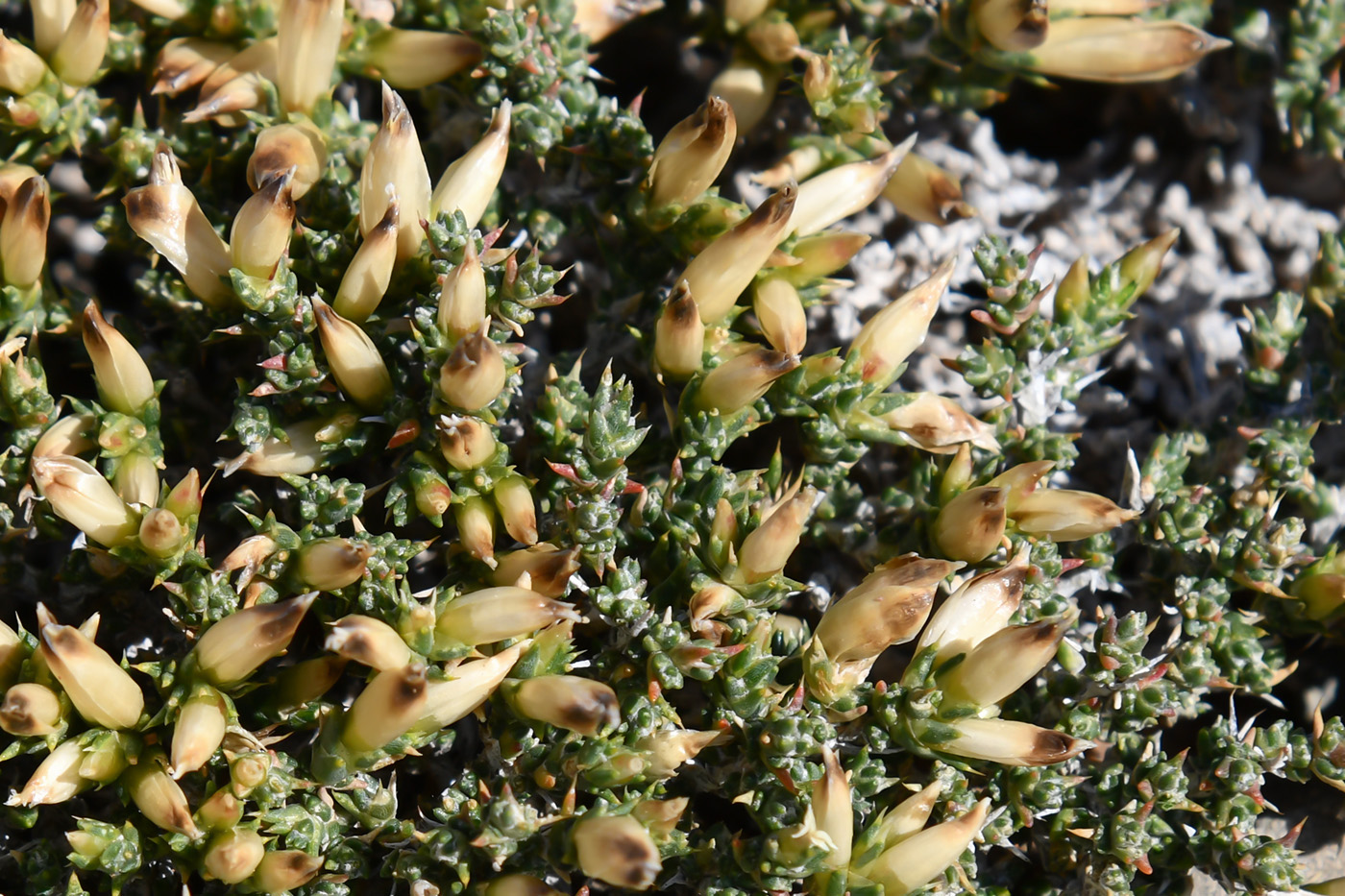Image of Nanophyton iliense specimen.