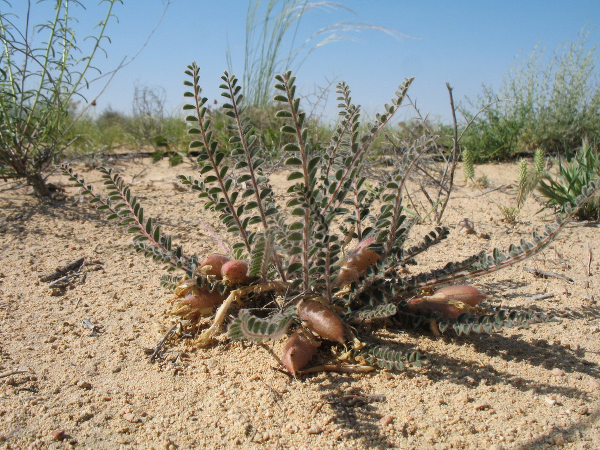 Image of Astragalus longipetalus specimen.
