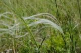 genus Stipa