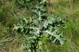 View full-size image Onopordum acanthium
