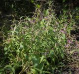 Смотреть изображение Phlomis pungens