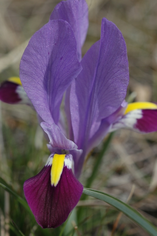 Image of Iridodictyum kolpakowskianum specimen.