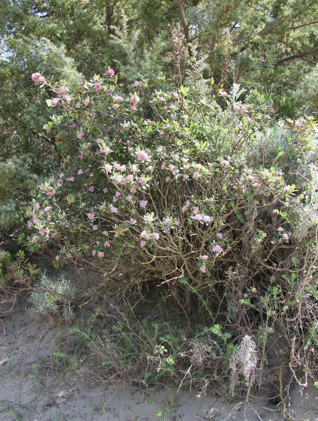 Image of Daphne sericea specimen.