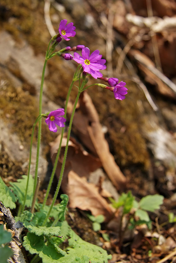 Изображение особи Primula saxatilis.