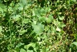 View full-size image Rumex scutatus