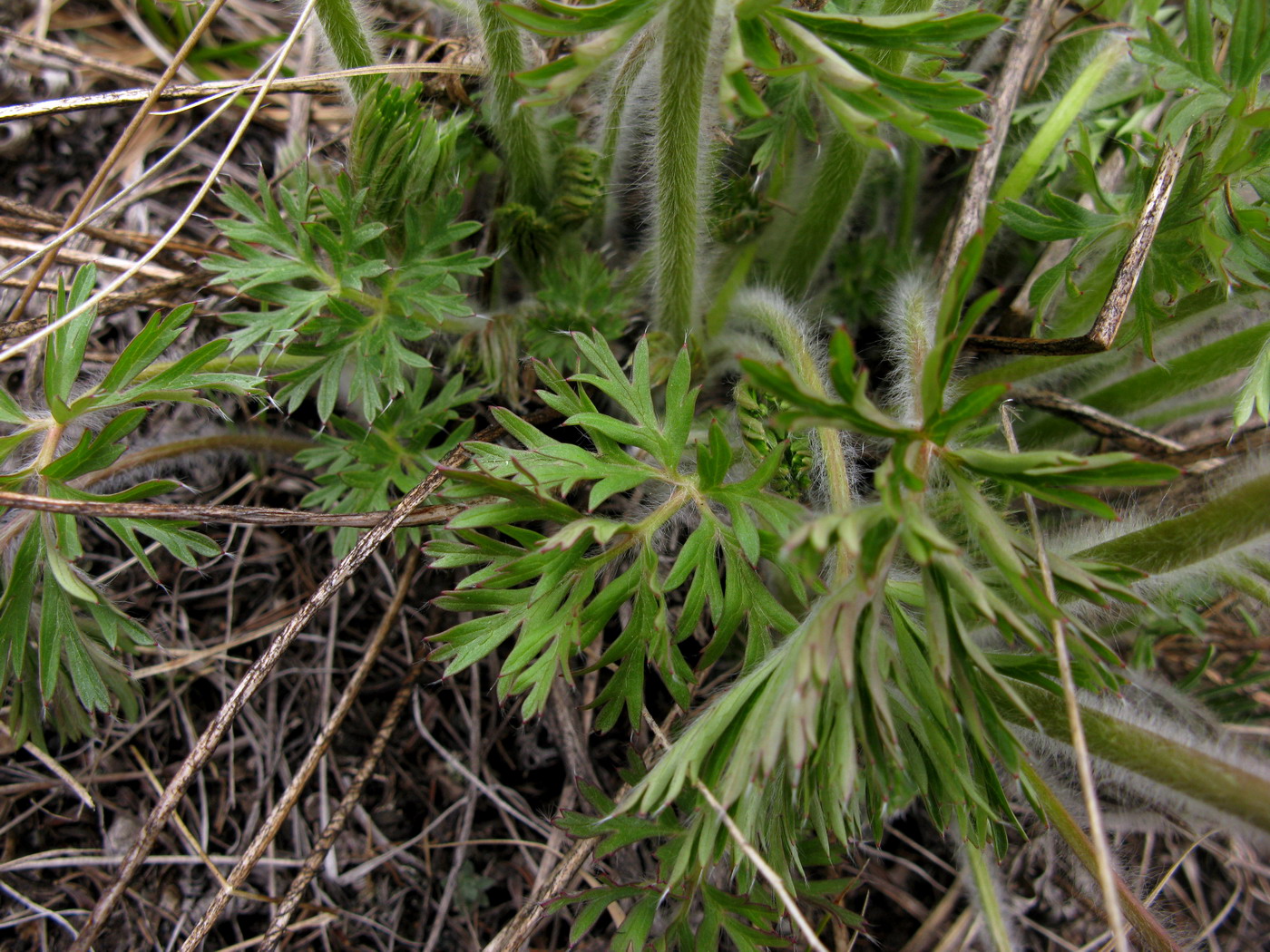 Изображение особи Pulsatilla herba-somnii.