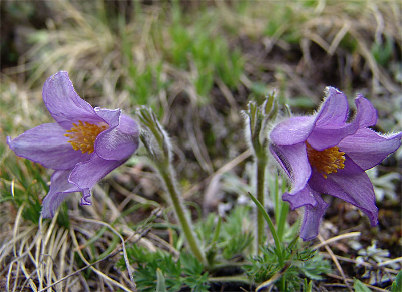 Image of Pulsatilla violacea specimen.