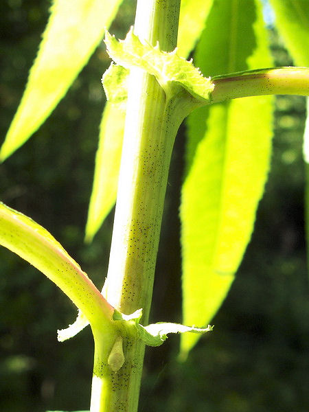 Изображение особи Senecio cannabifolius.