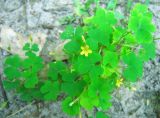 Oxalis stricta