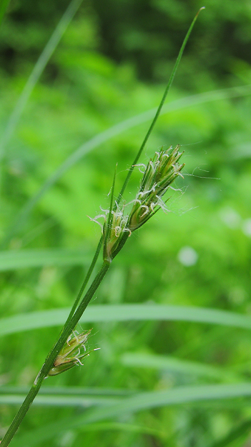 Изображение особи род Carex.