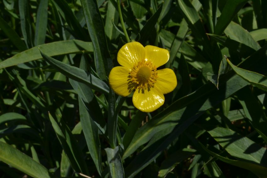 Изображение особи Ranunculus lingua.