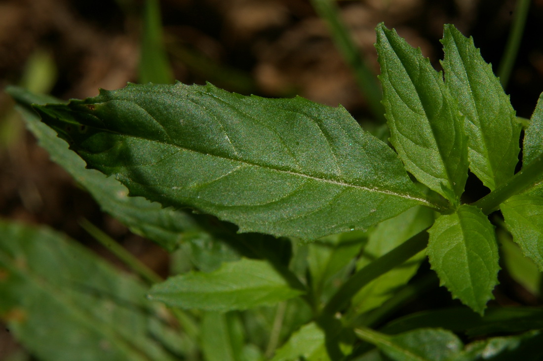 Image of Epilobium consimile specimen.