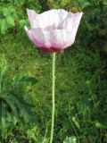 Papaver somniferum. Цветок (вид со стороны цветоножки). Окраина Томска, свалка. 21.09.2011.