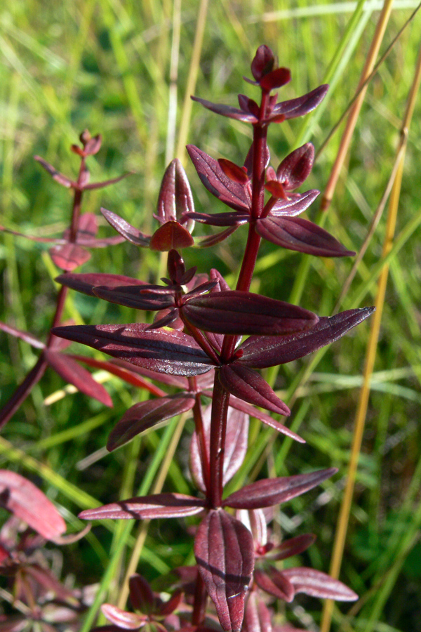 Изображение особи Galium boreale.