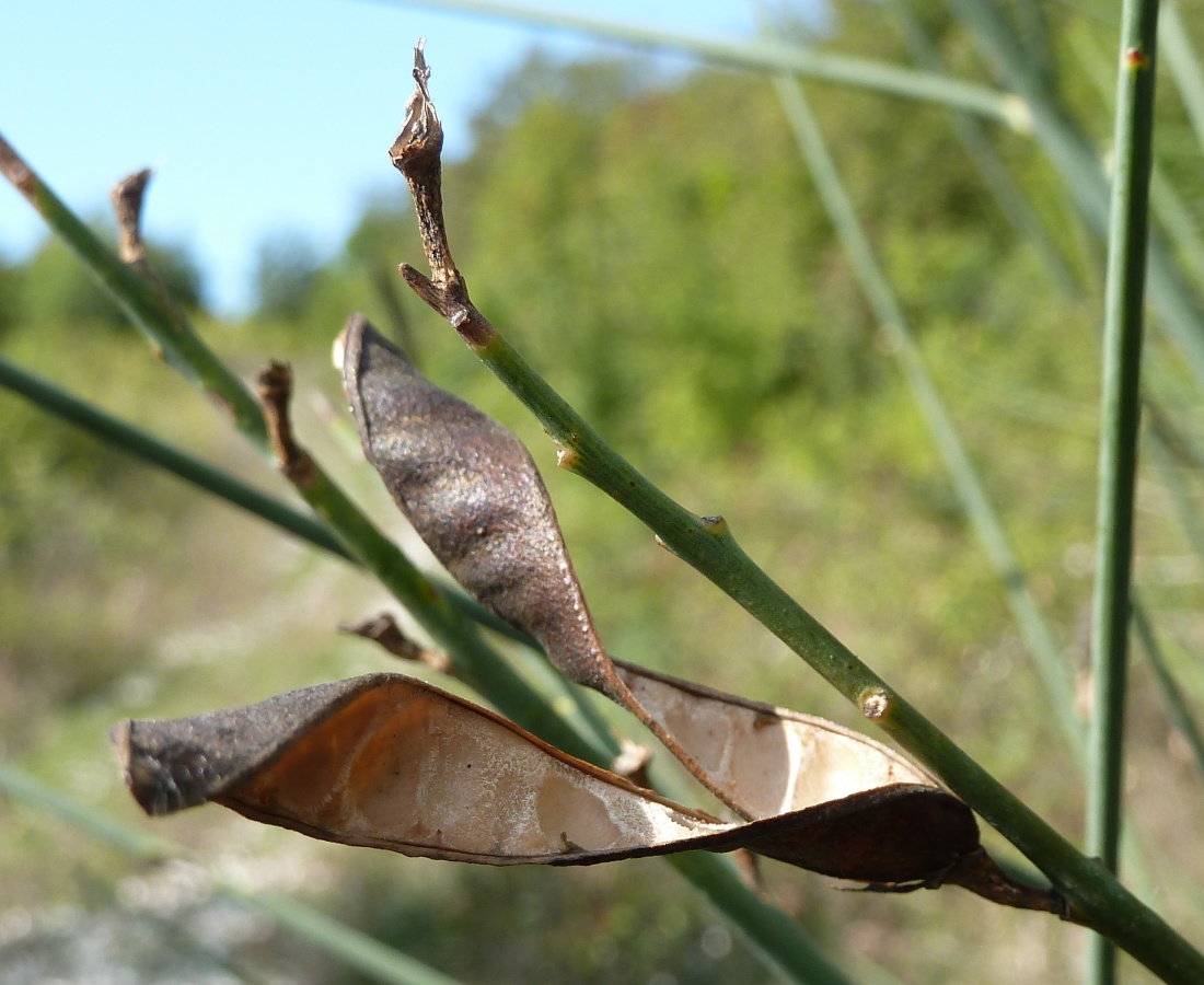 Image of Spartium junceum specimen.