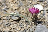 Allium oreophilum. Цветущее растение. Южный Казахстан, Таласский Алатау, ущелье Коксай, высота 2600 м н.у.м. 20.07.2010.