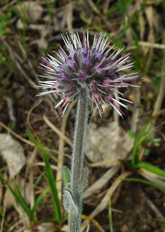 Изображение особи Solenanthus karateginus.