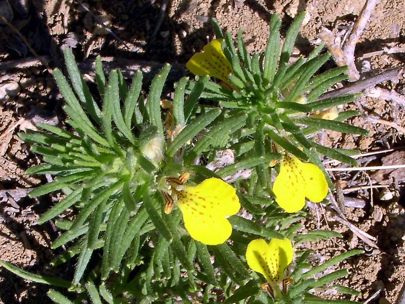 Image of Ajuga chia specimen.