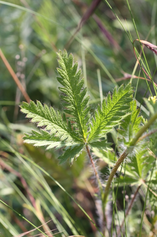 Изображение особи Potentilla recta.