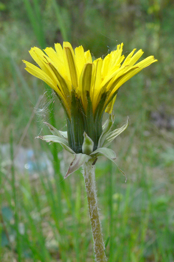 Image of Taraxacum marklundii specimen.