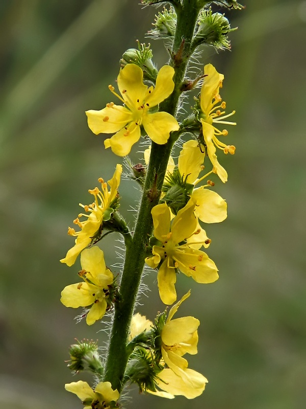 Image of genus Agrimonia specimen.