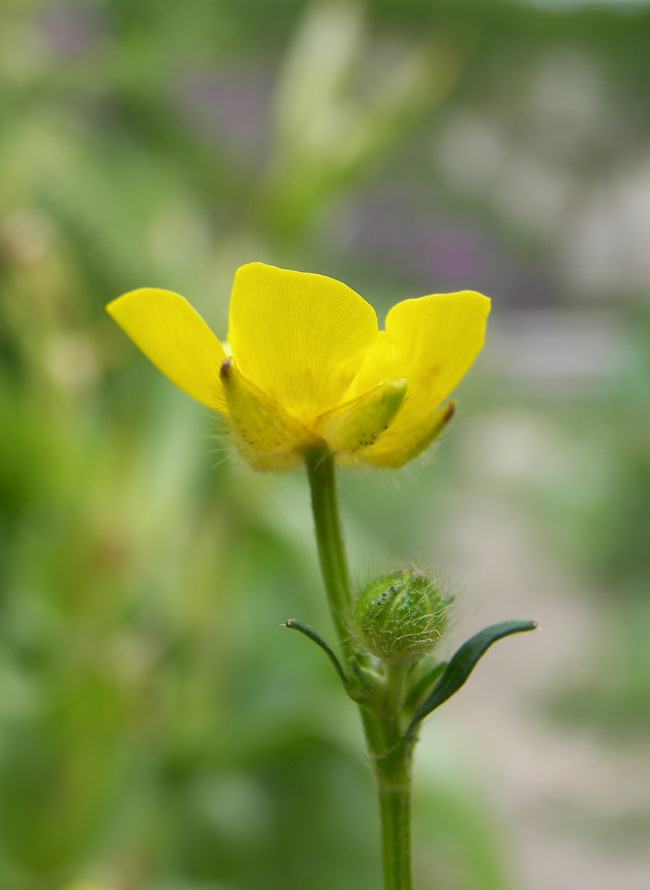 Image of Ranunculus meyerianus specimen.