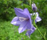 Campanula persicifolia. Часть соцветия. Украина, Черкасская обл., Каневский р-н, региональный ландшафтный парк \"Трахтемиров\", урочище \"Монастырок\". 26 мая 2012 г.