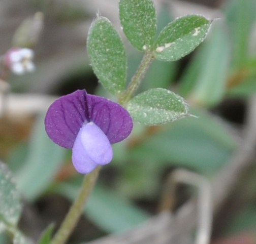 Image of Vicia lathyroides specimen.