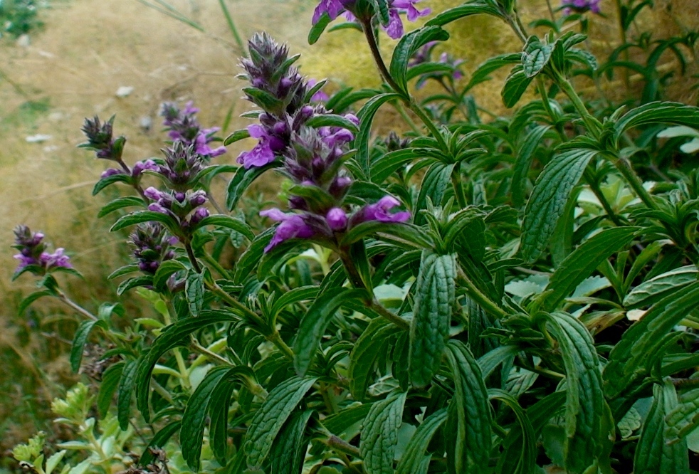 Image of genus Stachys specimen.