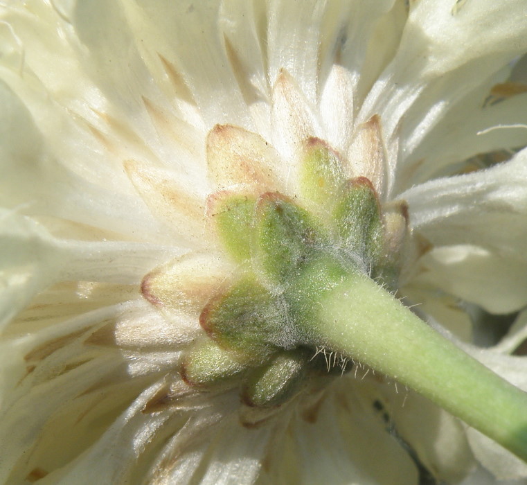 Изображение особи Cephalaria uralensis.