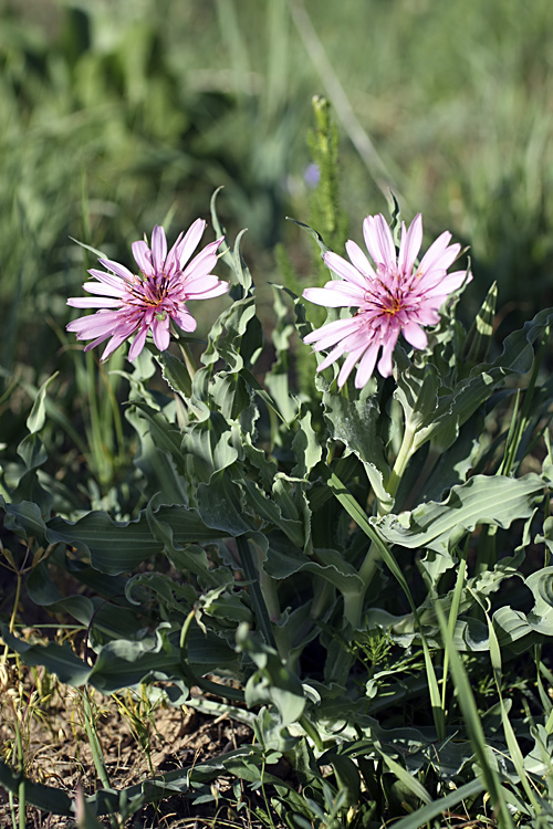 Изображение особи Tragopogon marginifolius.