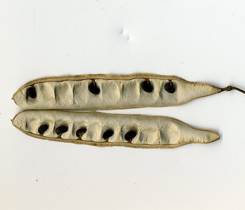 Image of Robinia pseudoacacia specimen.